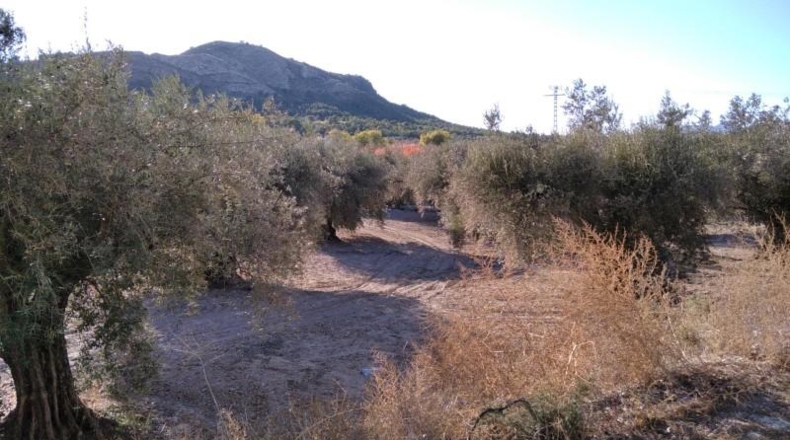 Murcia - Calasparra - 4200m2