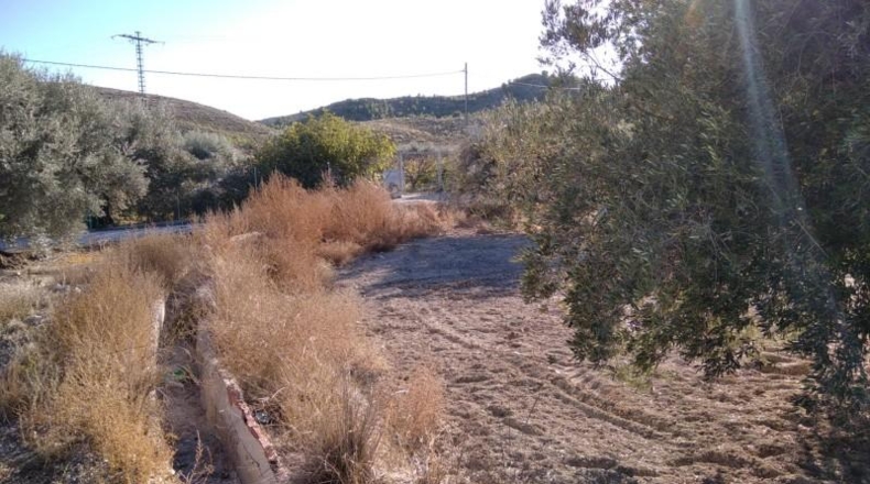 Murcia - Calasparra - 4200m2
