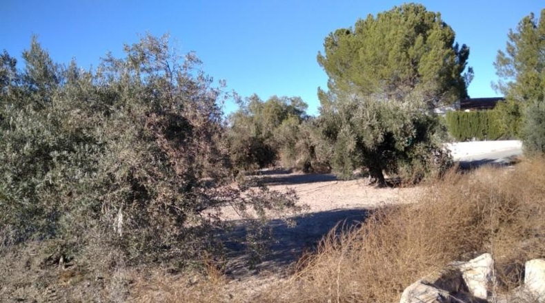 Murcia - Calasparra - 4200m2