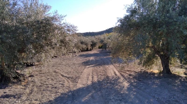 Murcia - Calasparra - 4200m2