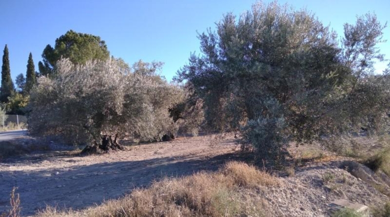 Murcia - Calasparra - 4200m2