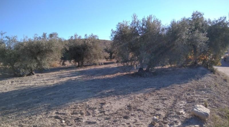 Murcia - Calasparra - 4200m2