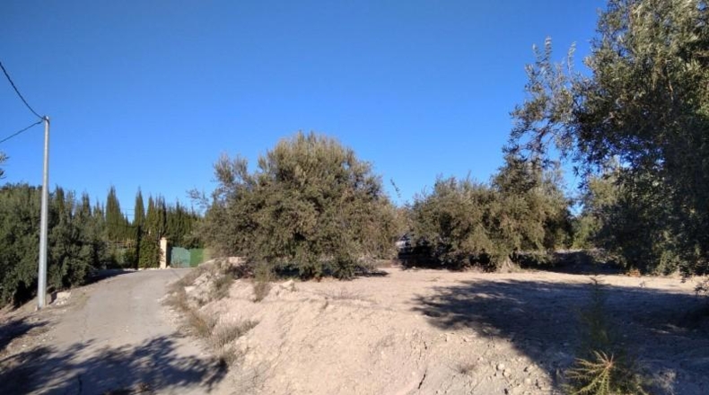 Murcia - Calasparra - 4200m2