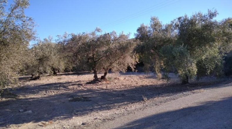 Murcia - Calasparra - 4200m2