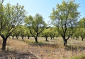 Xalet independent amb terreny en venda a la España, Fontdespatla, ref.: TR398335 foto