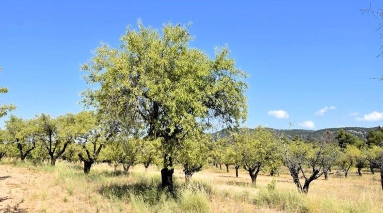 Teruel - Fuentespalda - 228298m2