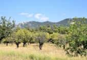 Xalet independent amb terreny en venda a la España, Fontdespatla, ref.: TR398335 foto