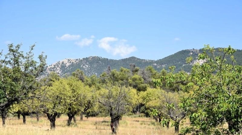 Teruel - Fuentespalda - 228298m2