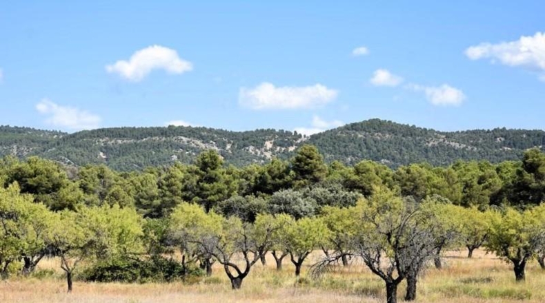 Teruel - Fuentespalda - 228298m2