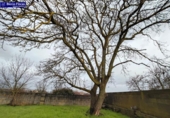 Country house with land for sale on España, Ponferrada, ref: TR399779 photo
