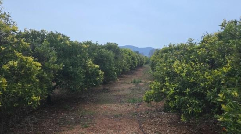 Tarragona - Masdenverge - 20505m2