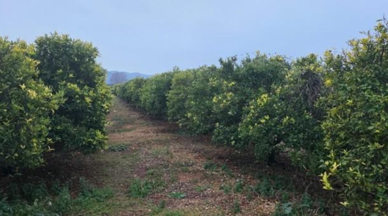Tarragona - Masdenverge - 20505m2