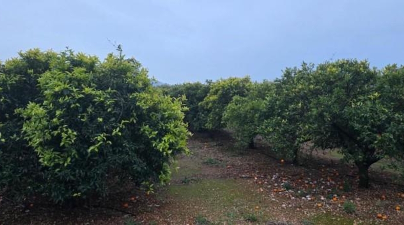 Tarragona - Masdenverge - 20505m2
