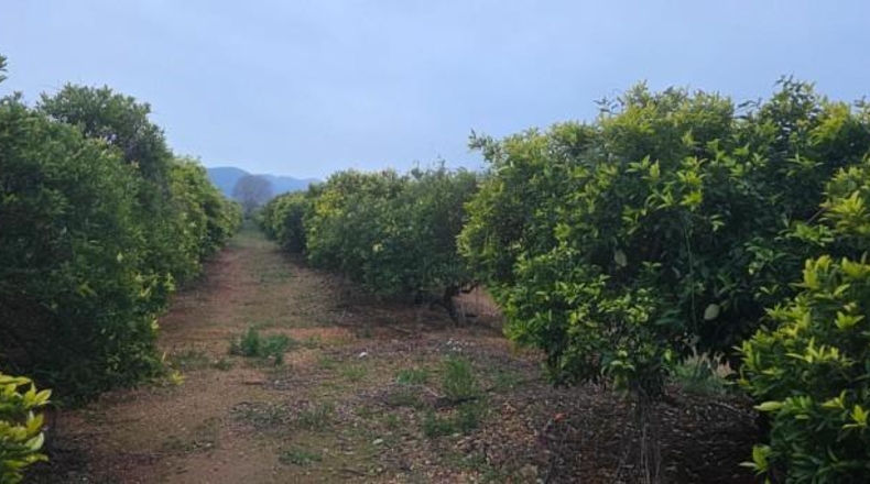 Tarragona - Masdenverge - 20505m2