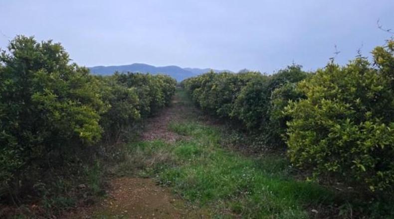 Tarragona - Masdenverge - 20505m2