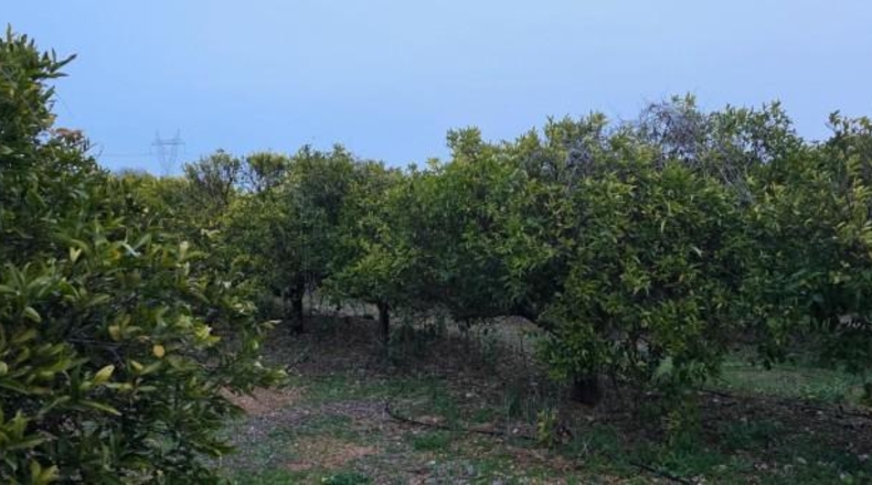 Tarragona - Masdenverge - 20505m2