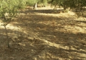 Xalet independent amb terreny en venda a la España, Almeria, ref.: TR399637 foto