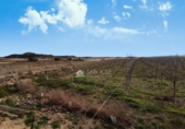 Terreny no urbanitzable en venda a la España, Montfort, ref.: TR388421 foto