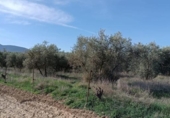 Земля на продажу у города Villa de Otura Фото