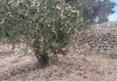 Отдельно стоящий дом с участком на продажу в городе Tortosa Фото