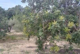 Tortosa 34888&nbsp;м²