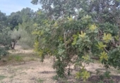 Отдельно стоящий дом с участком на продажу в городе Tortosa Фото