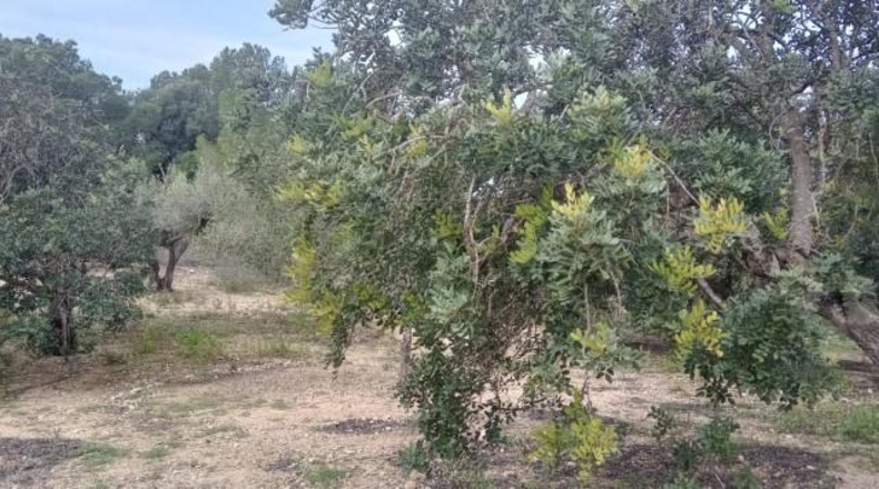 Tarragona - Tortosa - 34888m2