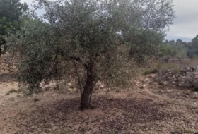 Tortosa 34888&nbsp;м²