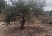 Отдельно стоящий дом с участком на продажу в городе Tortosa Фото