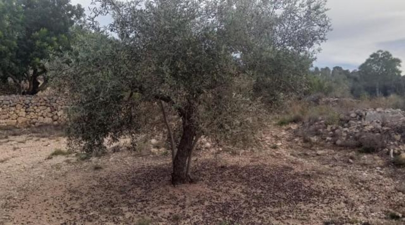 Tarragona - Tortosa - 34888m2