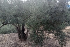 Tortosa 34888&nbsp;м²