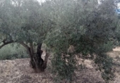 Отдельно стоящий дом с участком на продажу в городе Tortosa Фото