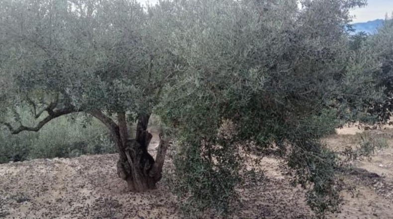 Tarragona - Tortosa - 34888m2