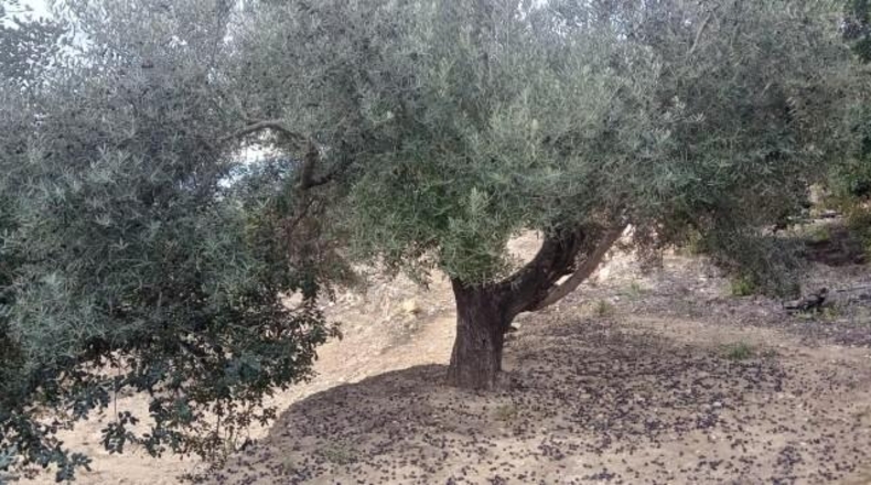 Tarragona - Tortosa - 34888m2