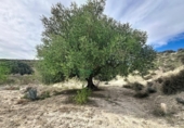 Casa de camp amb terreny en venda a la España, Cuevas del Almanzora, ref.: TR399575 foto