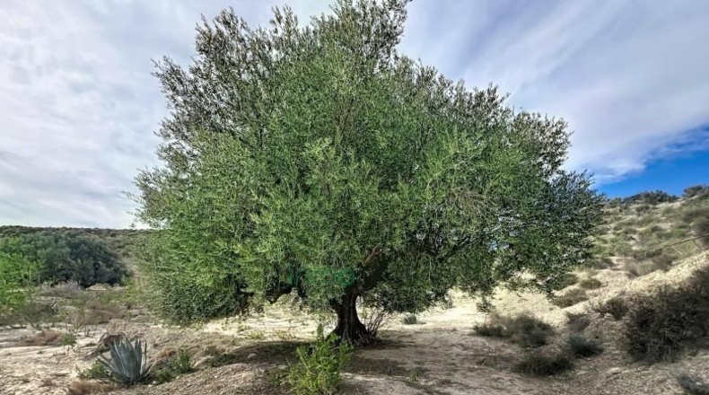 Almeria - Cuevas del Almanzora - 7000m2