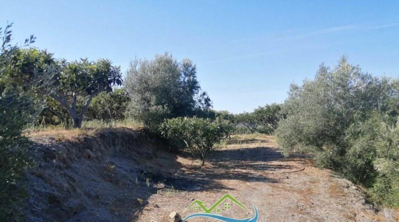 Caceres - Jerte - 5000m2
