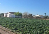 Terreny no urbanitzable en venda a la España, Elx, ref.: TR388046 foto