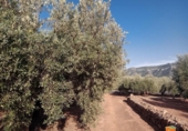 Xalet independent amb terreny en venda a la España, Freginals, ref.: TR399374 foto