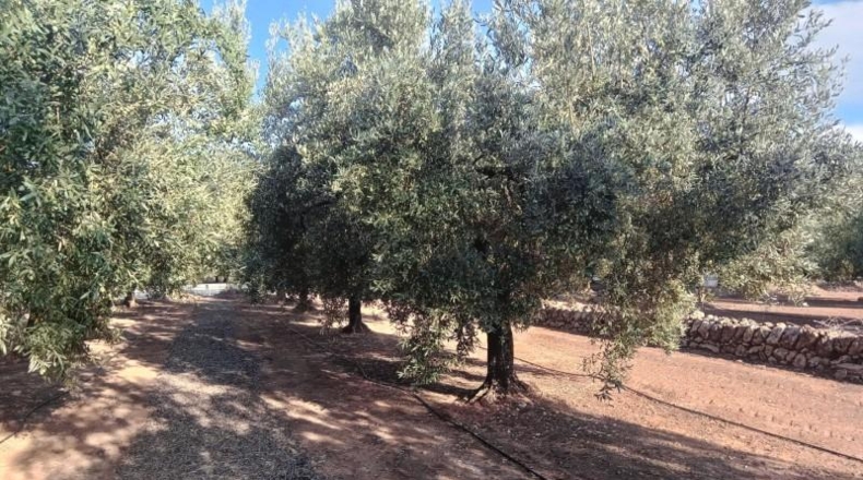 Tarragona - Freginals - 8466m2