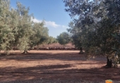 Xalet independent amb terreny en venda a la España, Freginals, ref.: TR399374 foto