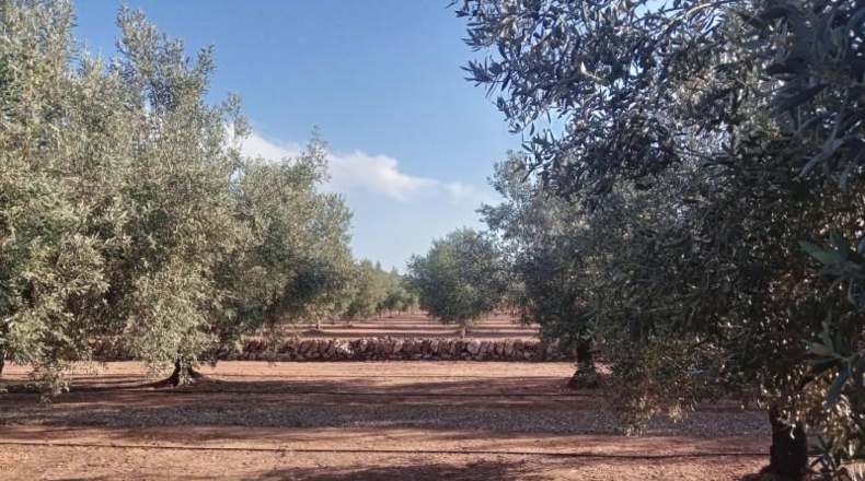 Tarragona - Freginals - 8466m2