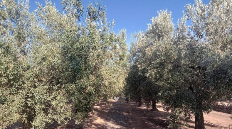 Tarragona - Freginals - 8466m2