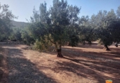 Xalet independent amb terreny en venda a la España, Freginals, ref.: TR399374 foto