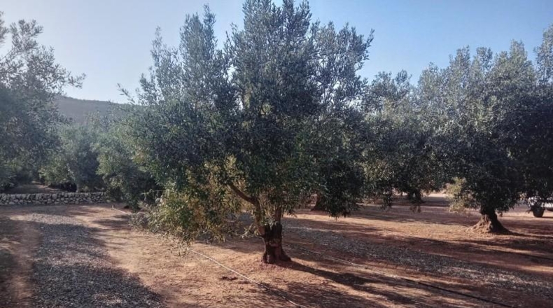 Tarragona - Freginals - 8466m2