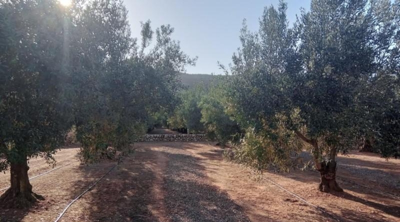 Tarragona - Freginals - 8466m2