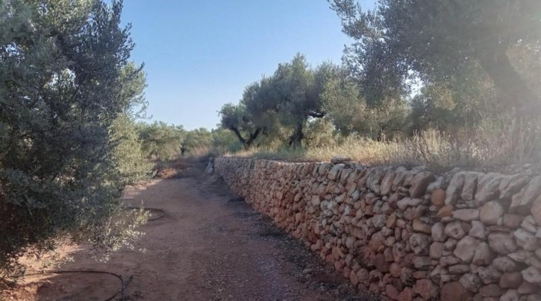 Tarragona - Freginals - 8466m2