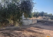 Xalet independent amb terreny en venda a la España, Freginals, ref.: TR399374 foto