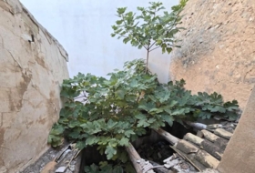 Foto 8