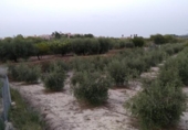 Land with storage building for sale on España, Cehegín, ref: TR399287 photo